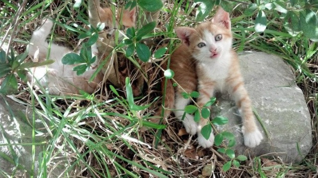 英超球员比赛后心率恢复曲线被用于训练调整,英超球员百米速度