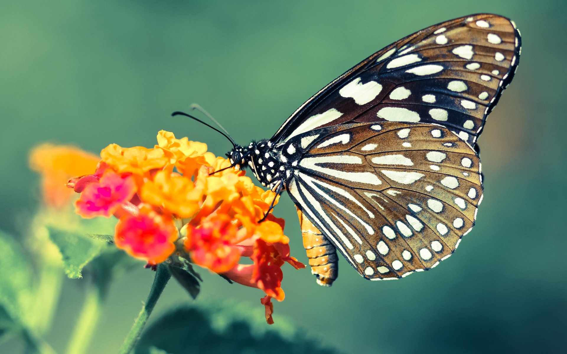 英超球队通过视频语言分析提升集体战术会议效率，英超当下最流行的战术打法, 或将引领世界足球潮流!