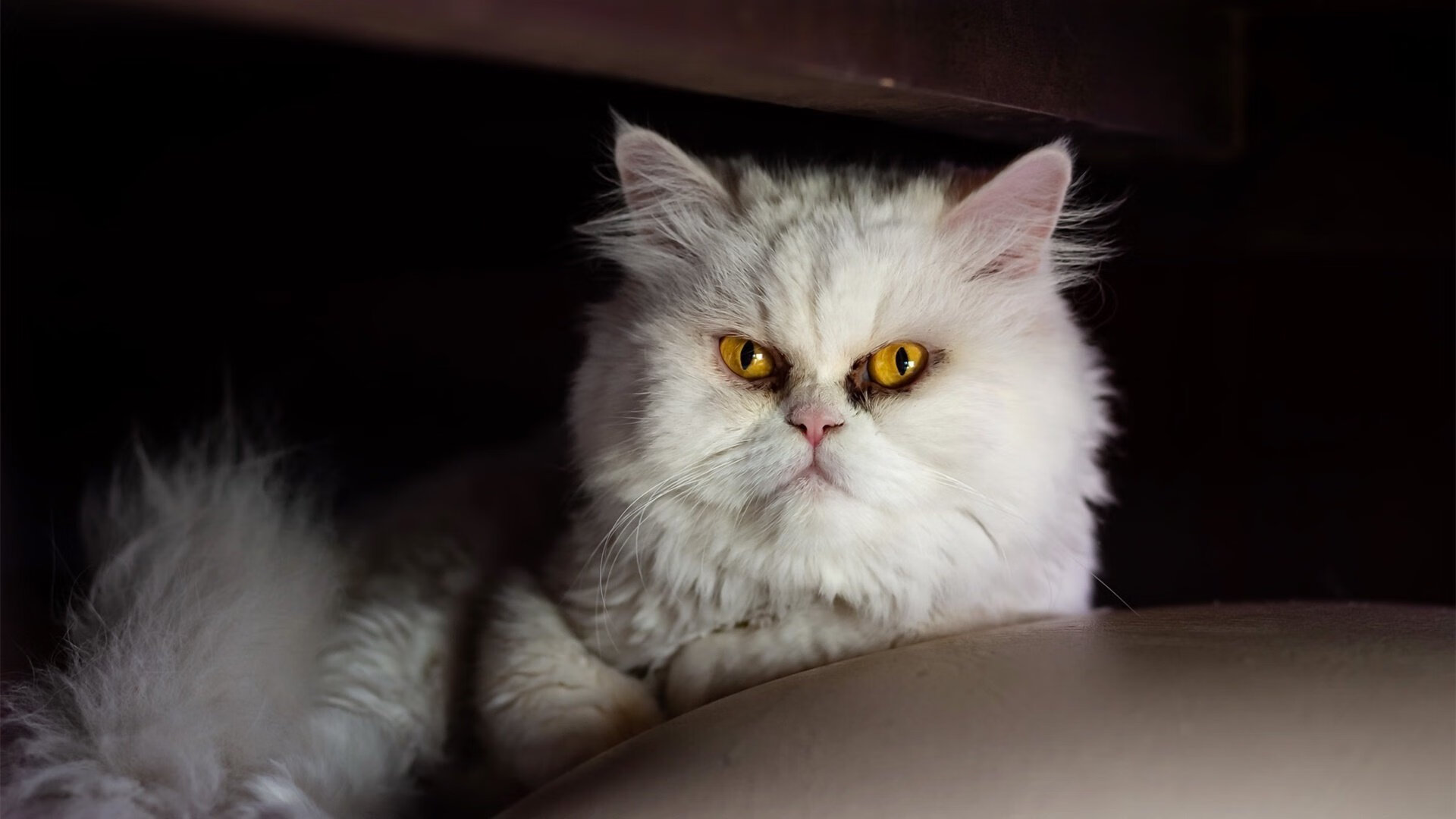 “新都垒球赛：全力一击，谁能制胜？”