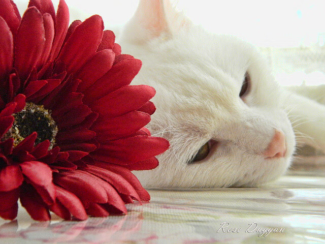 “电动冲浪：马鞍山赛场带来前所未有的水上竞速体验”