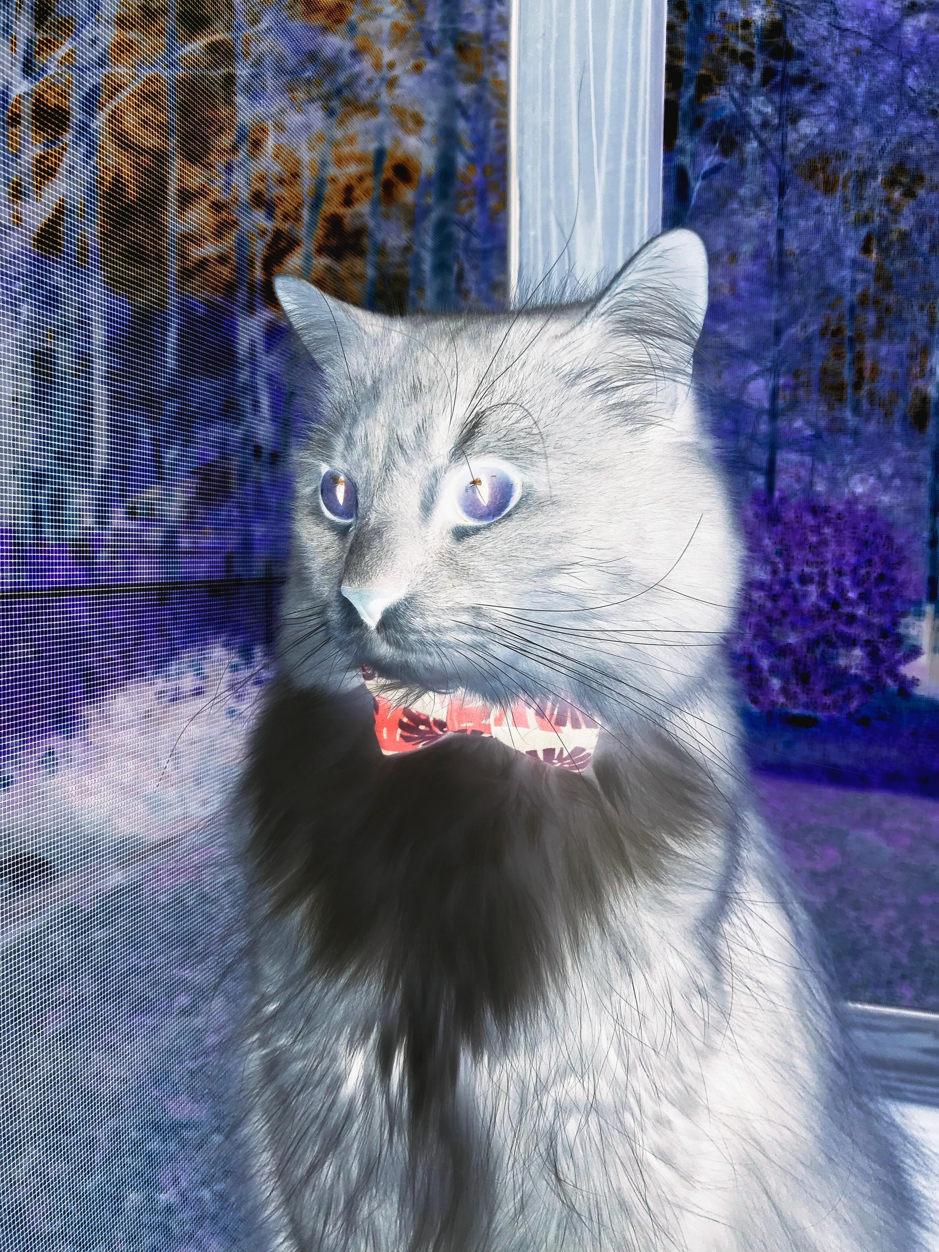 国际乒联混合团体世界杯：澳大利亚队的表现让人期待未来，乒乓男团澳大利亚