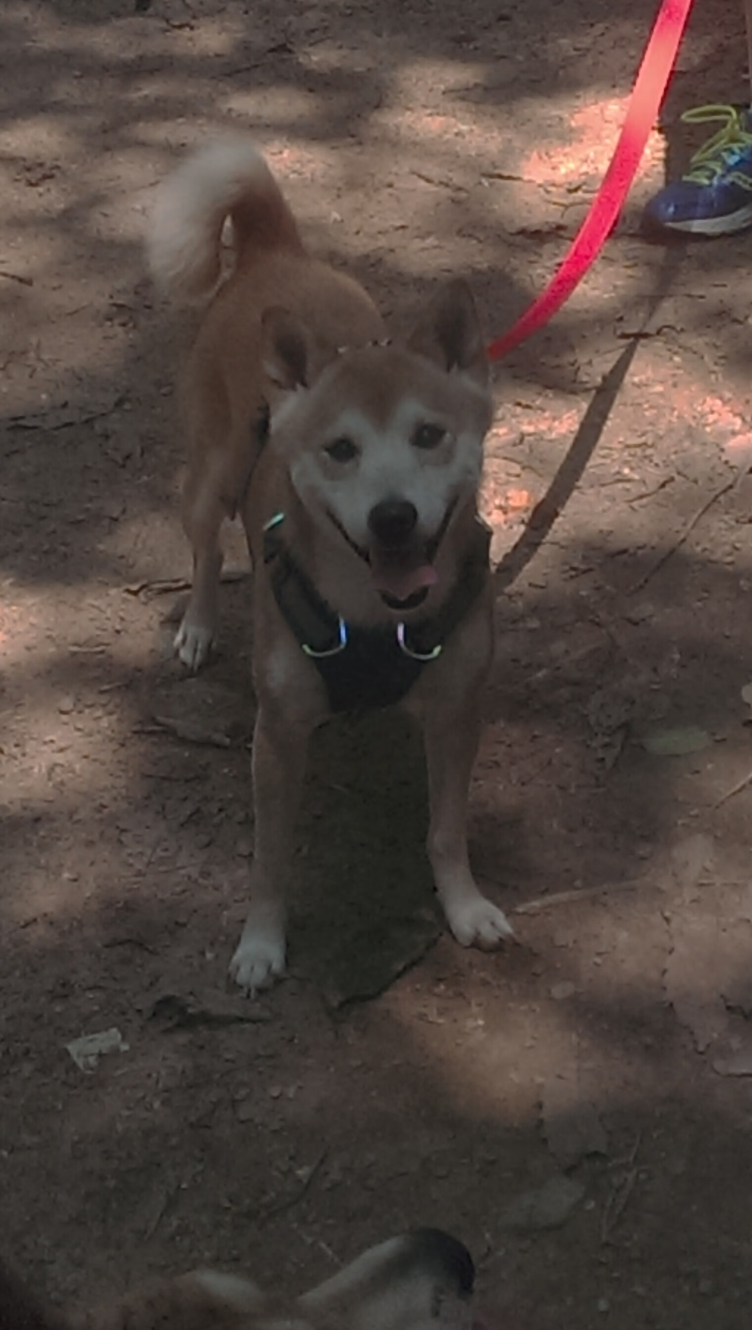 英雄联盟战队文化墙曝光激励语引粉丝共鸣，lol战队宣传海报