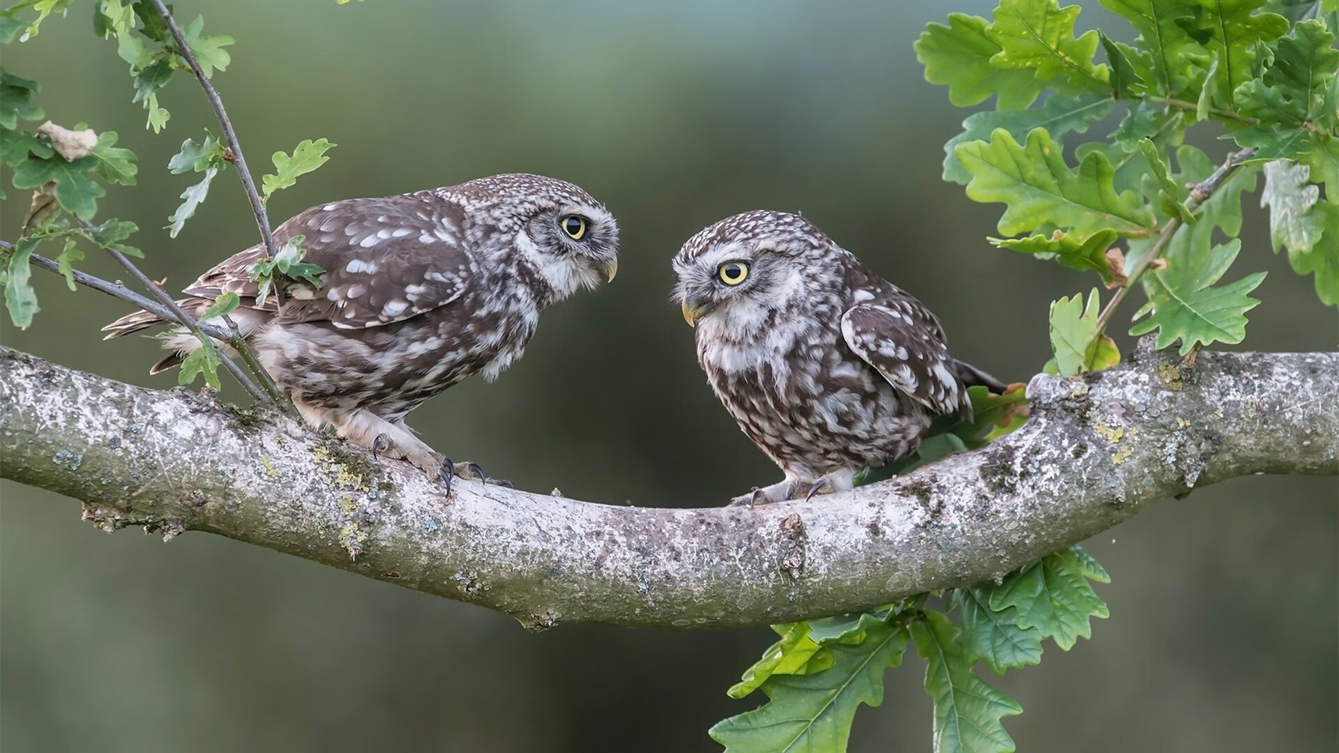 高节奏球队在季后赛中是否更易疲劳，节奏型球员
