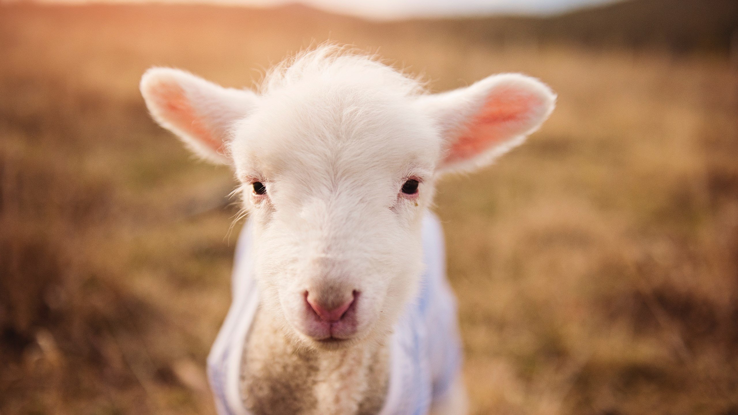 凯尔特人赛季口号正式官宣强调奋战到底，凯尔特人经典比赛