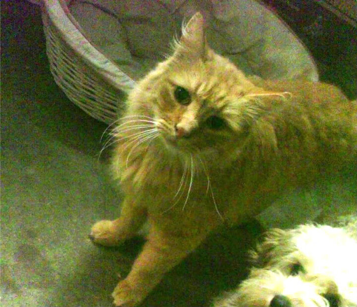 动作规范性与世界顶尖水平同步提升，动作规范到位