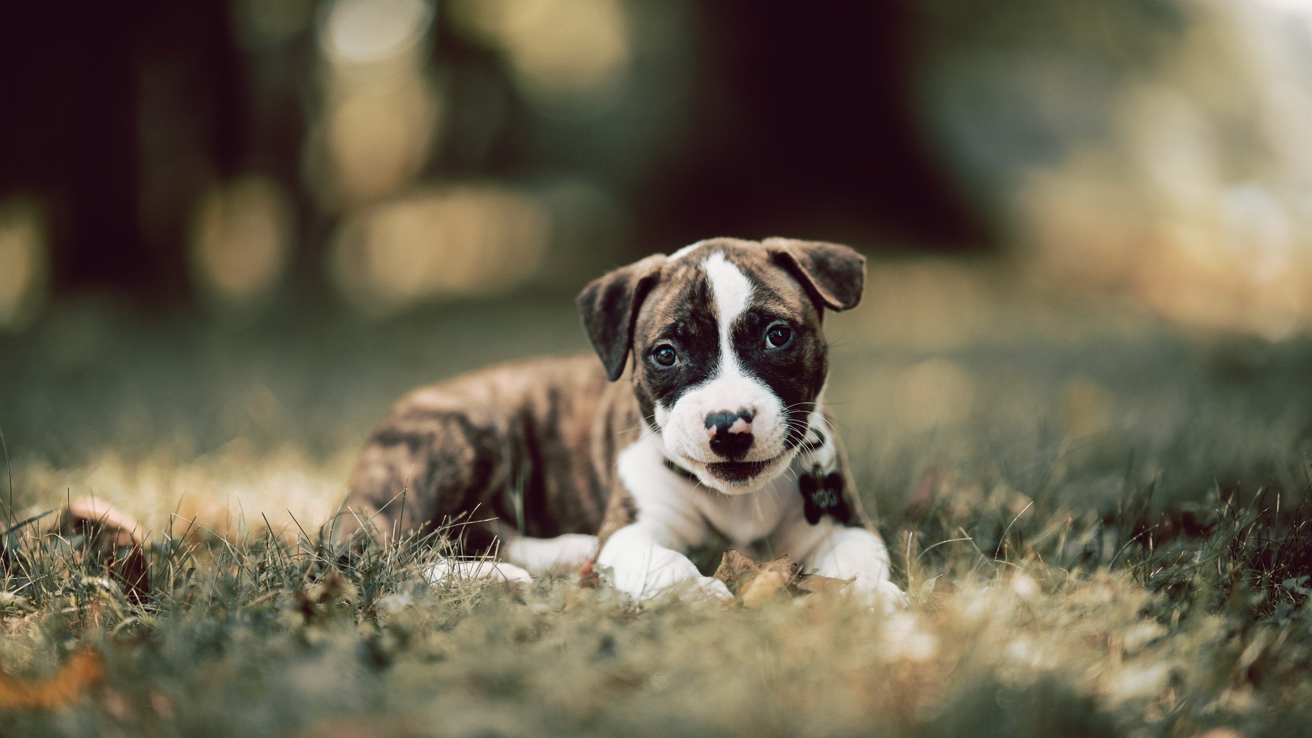 皮特·卡普尔成为袋鼠队锋线攻击的主要武器，卡尔皮纳袋鼠