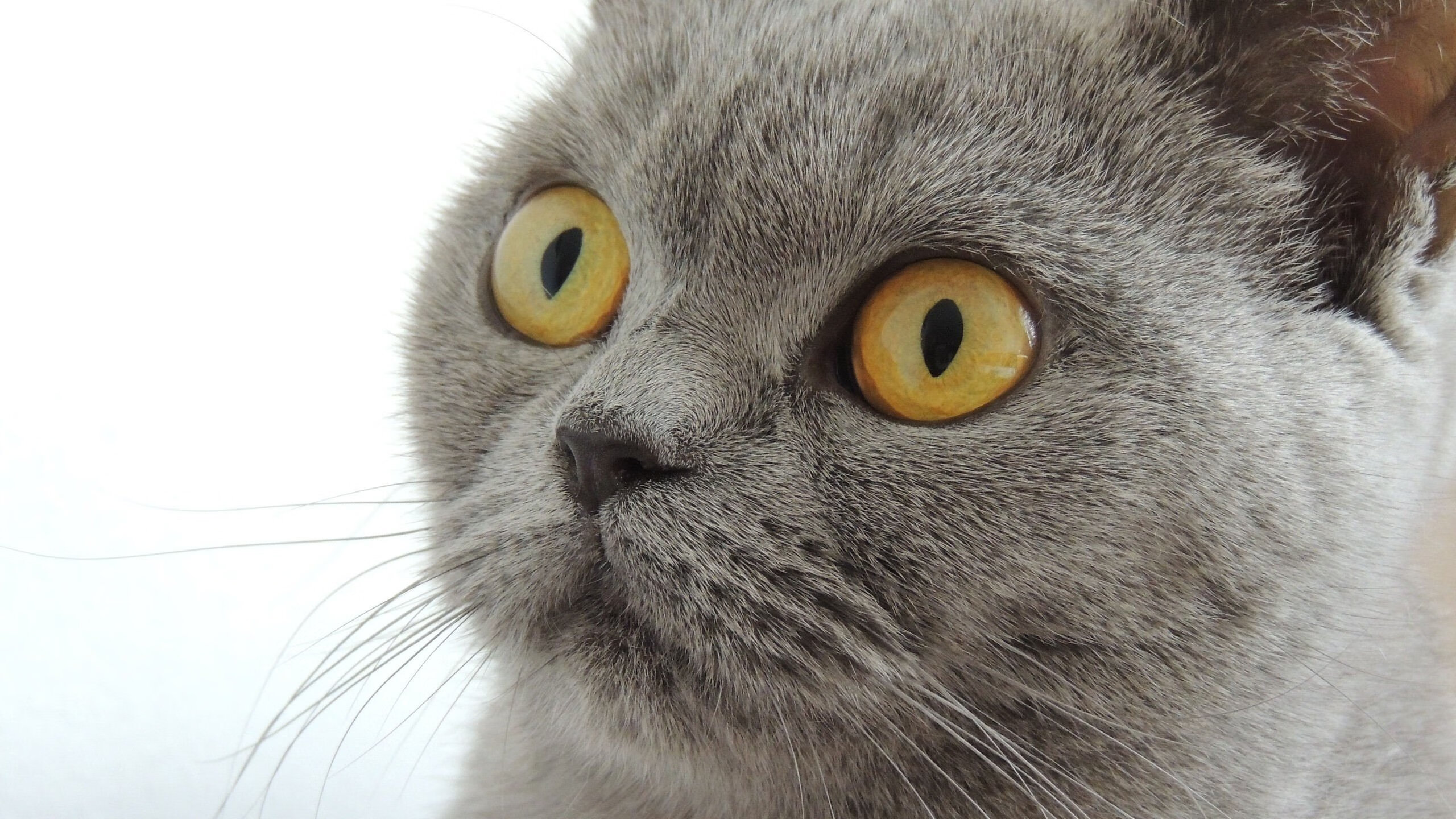 维尔·冯·威克：南非队攻击阵中的独立突破者，轻松突破敌人防线